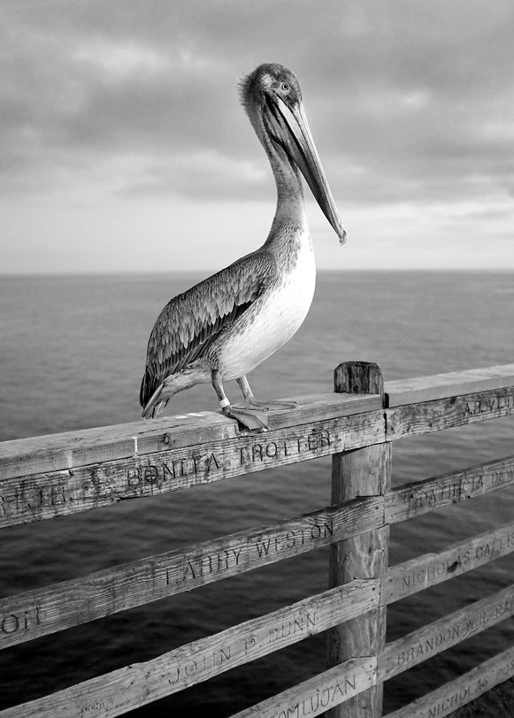 San Diego -Pelican